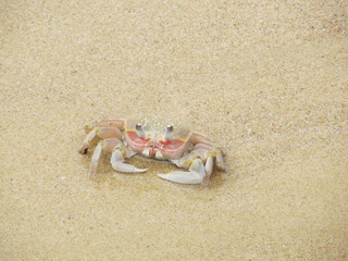 Fototapeta na wymiar Alert ghost crab on the beach. Ocypode ryderi