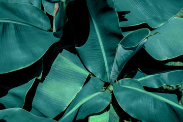 Tropical banana leaf concept, natural green banana leaf, green background in Asia and Thailand