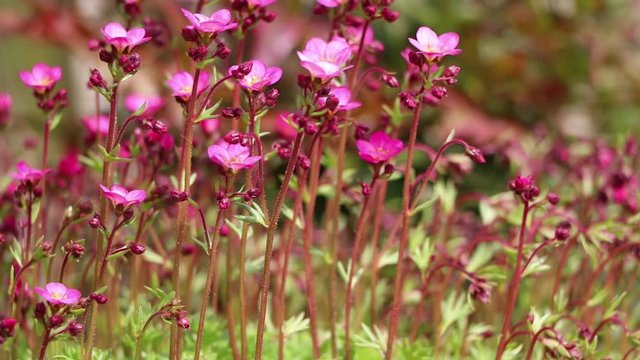 Flower pink rockery plant