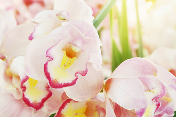 Closeup of Blooming Pink Cymbidium Orchid Flowers