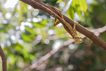 Thai chameleon climbing tree.