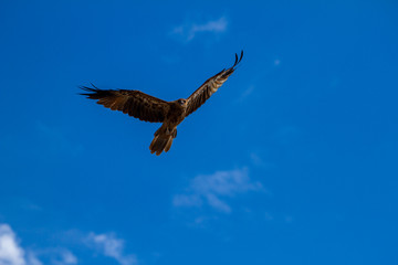  eagles flying the australian outback