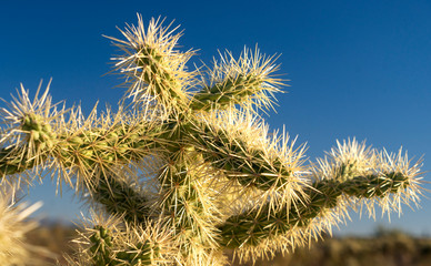 Staghorn Cactus