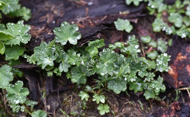 Green leaves with raindrops