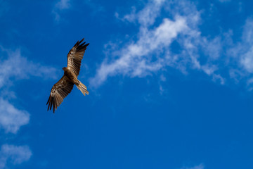  eagles flying the australian outback