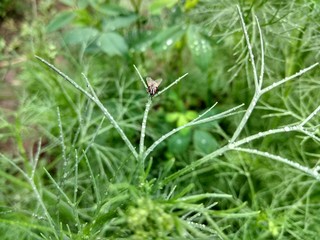 grasshopper on grass