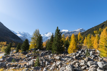 Fototapeta na wymiar Panoramic view of alpine Morteratsch glacier valley in the swiss alps in autumn with golden larch forest and blue sky