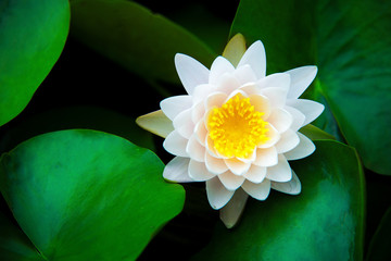 Obrazy na Szkle  zbliżenie piękny kwiat lotosu i zielony liść w stawie, tło natury czystości, czerwona lilia wodna lotosu kwitnąca na powierzchni wody i ciemnoniebieskie liście stonowane