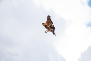  eagles flying the australian outback