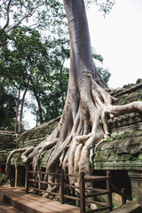 long tree roots grow on then ruins of ta prohm temple