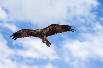  eagles flying the australian outback