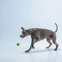Ghost runner. Weimaraner dog is playing with ball and jumping. Cute playful grey doggy or pet playful catching toy isolated on blue background. Concept of motion, action, movement, pets love.