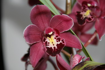 Fototapeta na wymiar Pink Cymbidium Orchid