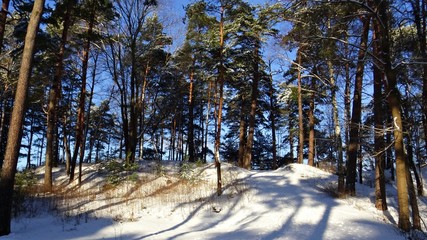 Forest on a winter frosty sunny day. The ground is covered with fluffy white snow