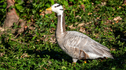 portrait of a bar-headed goose