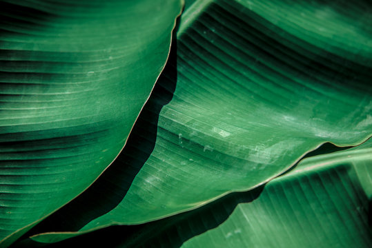 Tropical banana leaf concept, natural green banana leaf, green background in Asia and Thailand