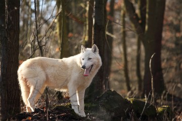 An Arctic Wolf (Canis lupus arctos) staying in wet grass in front of the forest.