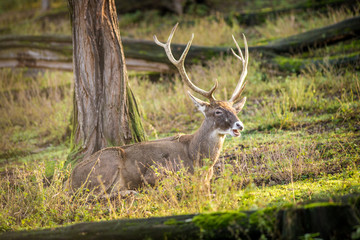 Naklejka na ściany i meble deer in the nature park