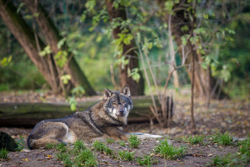 Fototapeta premium wolf lying in nature