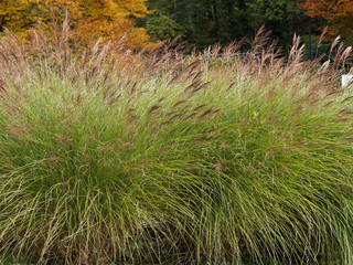 (Calamagrostis x acutiflora) Calamagrostis à fleurs pointues au feuillage mouvant vert foncé aux...