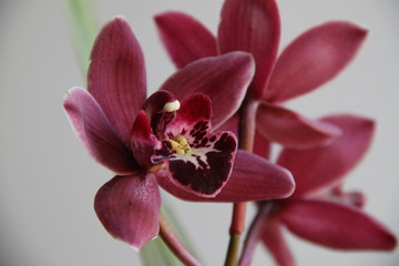 Fototapeta na wymiar Pink Cymbidium Orchid