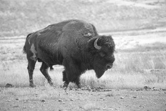 Buffalo in Black and white