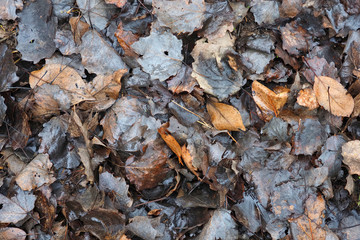 Autumn background. Rotting wet fallen leaves, fall