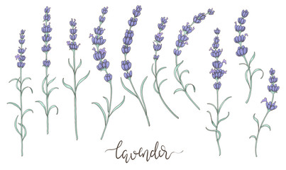 Botanical lavender drawings, isolated on white background and with text lavender. Digital illustrations set with lavender flowers. 