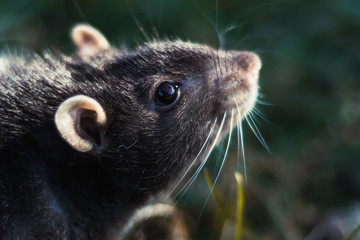 Retrato de rata doméstica en el césped al aire libre