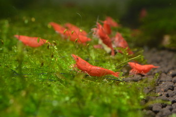 Red Cherry Shrimp Aquarium Shrimp
