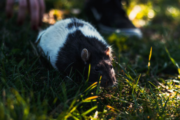 Retrato de rata doméstica en el césped al aire libre