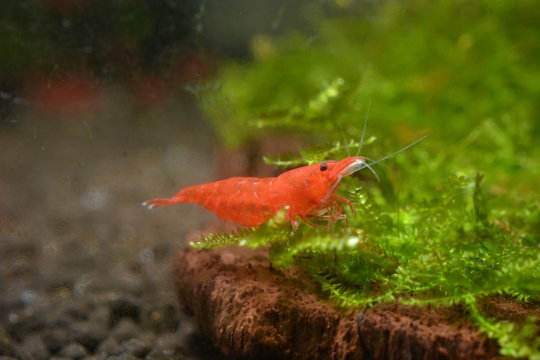Red Cherry Shrimp Aquarium Shrimp