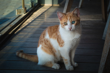 close up of a cute cat sitting on floor