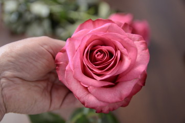 Valentine's Day, romance. Fresh beautiful fragrant pink rose in female hands.