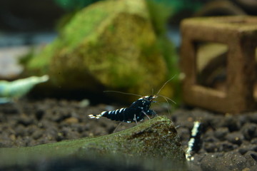 Black Pinto Zebra Shrimp Aquarium Shrimp