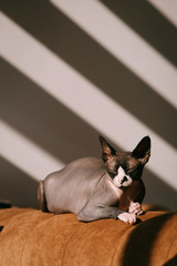 place for text Sphynx cat at home on a leather sofa. bald velor, fashionable and brutal