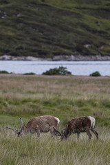 Rotwild in den schottischen Highlands