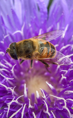 Macro photo of a pretty purple dahlia flower with a bee crawling on the petals searching for nectar