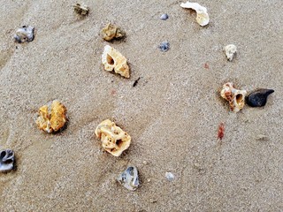Fototapeta na wymiar Sea shells and coral on beach sand