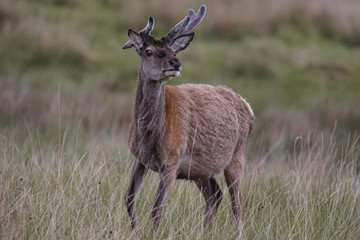 Rotwild in den schottischen Highlands