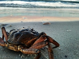 Fototapeta na wymiar Crab