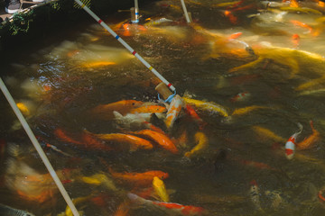 koi carp fish take a food