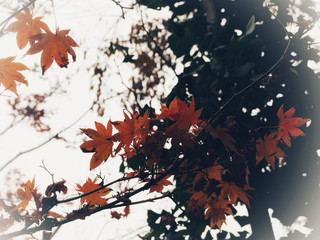 Closeup maple leaves in orange color on the tree branches with dreamy white light effect and dark contrast background. Selected focus.