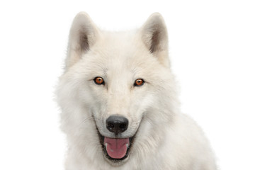 polar wolf portrait isolated on white © fotomaster