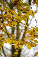 autumn fall woodland in cornwall england uk 