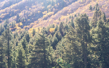 Beautiful Green pine fir forest tree on high mountains background. Yellow autumn trees with coniferous woodland in foreground lit by sun. Foggy hill landscape wallpaper. Peak district national park.