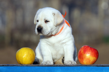 the sweet labrador puppy on a blue background