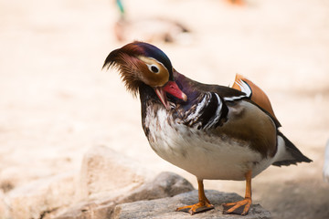 duck mandarin duck. duck close up