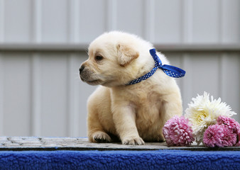 the nice sweet labrador puppy on a blue background