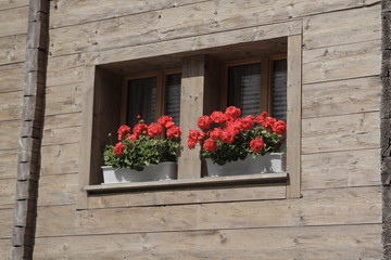 window with red flowers